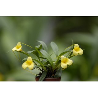Masdevallia constricta x heathii