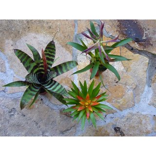 Bromelien Sortiment klein (3 Bromelien)