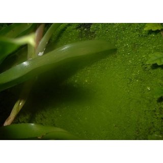 10 Liter Rainforest Background Modellier Torf RFB