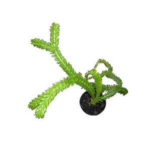 Lycopodium phlegmaria